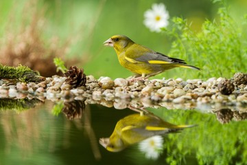 Obraz premium Green finch sitting on lichen shore of water pond in forest with beautiful bokeh and flowers in background, Hungary, bird reflected in water, songbird in nature lake habitat,mirror reflection,wildlife