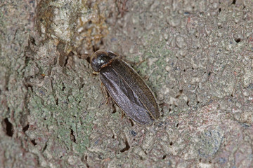 03.06.2018 DE, NRW, Solingen, Ittertal Glhwrmchen , Leuchtk„fer Lamprohiza splendidula