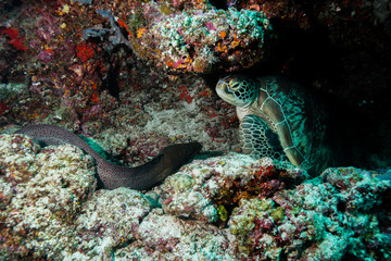 Sea Turtle at the Maldives