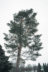 Tall evergreen pine tree in winter