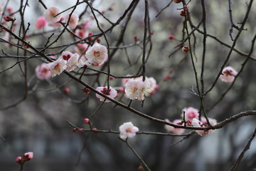 白梅