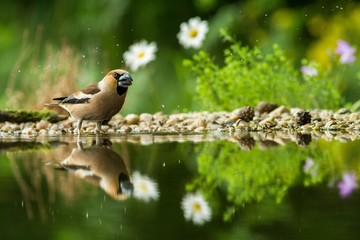 Hawfinch sitting on lichen shore of water pond in forest with beautiful bokeh and flowers in background, Germany, bird reflected in water, songbird in nature lake habitat,mirror reflection,wildlife
