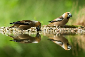 Two hawfinch sitting on lichen shore of water pond in forest with beautiful bokeh and flowers in background, Germany,bird reflected in water, songbird in nature lake habitat,mirror reflection,wildlife