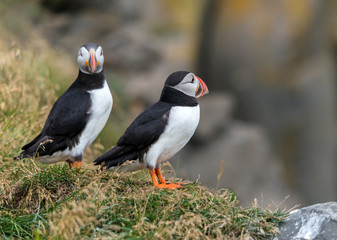 The Atlantic puffin, also known as the common puffin
