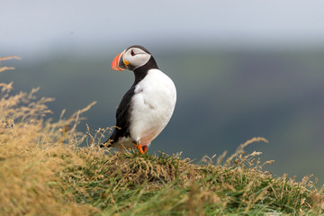 The Atlantic puffin, also known as the common puffin