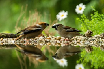 Two hawfinch sitting on lichen shore of water pond in forest with beautiful bokeh and flowers in background, Germany,bird reflected in water, songbird in nature lake habitat,mirror reflection,wildlife
