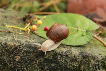 Schnecke