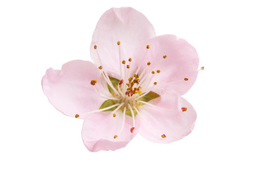 sakura flowers isolated - obrazy, fototapety, plakaty