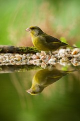 Green finch sitting on lichen shore of water pond in forest with beautiful bokeh and flowers in background, Hungary, bird reflected in water, songbird in nature lake habitat,mirror reflection