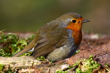 rotkehlchen