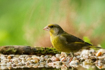 Green finch sitting on lichen shore of pond water in forest with bokeh background and saturated colors, Hungary, songbird in nature forest lake habitat, cute small bird in its environment in wildlife