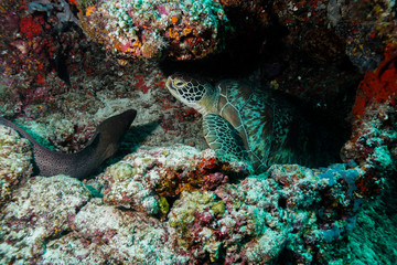 Sea Turtle at the Maldives