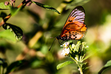 butterfly on a flower