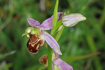 04.06.2018 DE, NRW, Thuir, Biesberg Bienen-Ragwurz Ophrys apifera