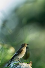Spotted flycatcher sitting on wood trunk in forest with bokeh background and saturated colors, Hungary, songbird in nature forest lake habitat, cute small colorful bird in its environment in wildlife
