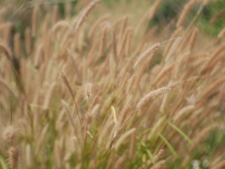 field of wheat