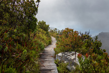 Holz Wanderweg in der Natur, Tafelberg Kapstadt