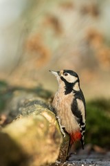 Woodpecker sitting on tree trunk in forest with clear bokeh background and saturated colors, Germany,black and white bird in nature forest habitat, wildlife scene,Europe,bird close-up portrait