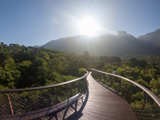 Holzbrücke in den Bäumen - Kirstenbosch