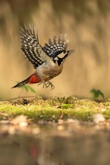 Woodpecker taking off lichen shore of pond water in forest with bokeh background and saturated colors, refleced in water,Germany, bird in flight in nature forest lake habitat,mirror reflection