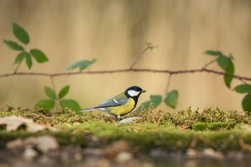 .Great tit sitting on lichen shore of pond water in forest with bokeh background and saturated colors, Germany, songbird in nature forest lake habitat, cute small bird in its environment in wildlife