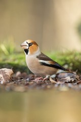 Hawfinch sitting on lichen shore of pond water in forest with bokeh background and saturated colors, Hungary, songbird in nature forest lake habitat, cute small bird in its environment in wildlife