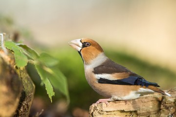 Hawfinch sitting on wodden trunk near pond in forest and drinking water, bokeh background and saturated colors, Hungary, songbird in nature forest lake habitat,environment,wildlife scene from nature