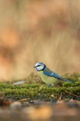 Blue tit sitting on lichen shore of pond water in forest with bokeh background and saturated colors, Hungary, songbird in nature forest lake habitat, cute small bird in its environment in wildlife