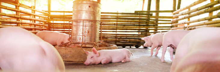 Many piglets are going to sleep after eating, in bamboo stalls and sunset. © chadin