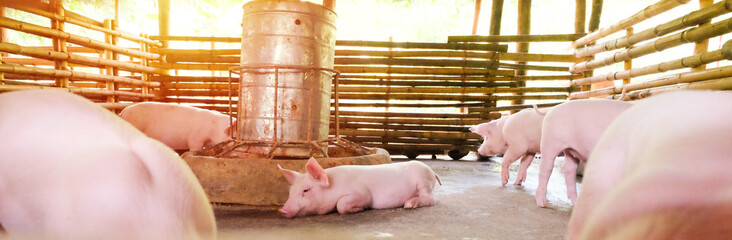 Many piglets are going to sleep after eating, in bamboo stalls and sunset.
