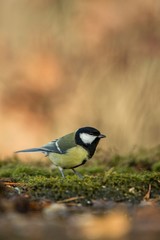 Great tit sitting on lichen shore of pond water in forest with bokeh background and saturated colors, Hungary, songbird in nature forest lake habitat, cute small bird in its environment in wildlife