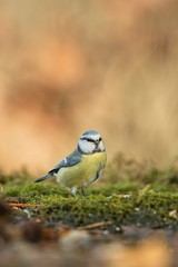 Blue tit sitting on lichen shore of pond water in forest with bokeh background and saturated colors, Hungary, songbird in nature forest lake habitat, cute small bird in its environment in wildlife