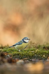 Blue tit sitting on lichen shore of pond water in forest with bokeh background and saturated colors, Hungary, songbird in nature forest lake habitat, cute small bird in its environment in wildlife