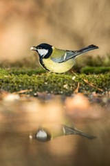 Obraz na płótnie Canvas Great tit sitting on lichen shore of pond water in forest with bokeh background and saturated colors, Hungary, bird reflected in water, songbird in nature lake habitat, mirror reflection