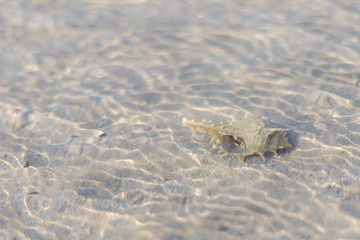 Close up of Hermit crab in the sea by the beach