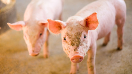 A piglet was facing his face and had eyes appearing in a rural pig.