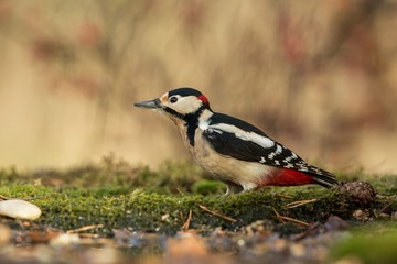 Woodpecker sitting on lichen shore of pond water in forest with clear bokeh background and saturated colors, Germany,black and white bird in nature forest habitat, wildlife scene,Europe