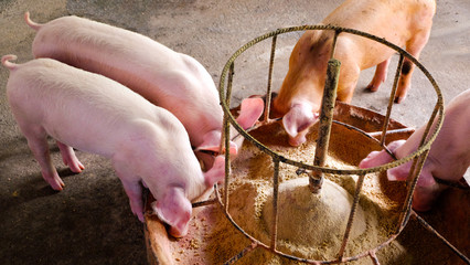 Four pigs are eating food on Food trough at morning time 