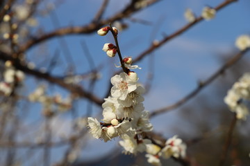 白梅