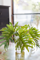 A tree in a glass jar placed in a restaurant