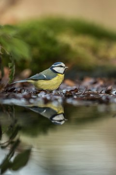 Blue tit sitting on lichen shore of pond water in forest with bokeh background and saturated colors, Czech republic, bird reflected in water, songbird in nature lake habitat, mirror reflection