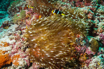 Anemone coral and fish at the Maldives