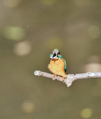 カワセミの食事