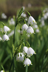 The beautiful white flowers of Leucojum aestivum also known as Summer snowflake or Loddon Lily, growing outdoors in a natural setting.