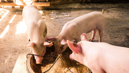 Three piglets are eating happily in the paddock in the countryside, morning sunshine © chadin