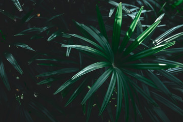 Tropical green leaves on dark background