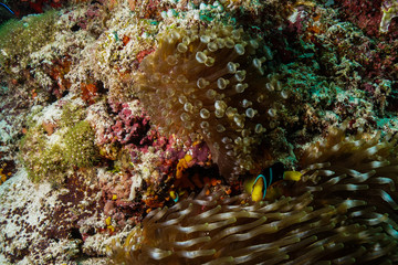 Anemone coral and fish at the Maldives