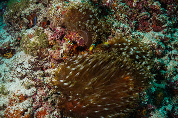 Obraz na płótnie Canvas Anemone coral and fish at the Maldives
