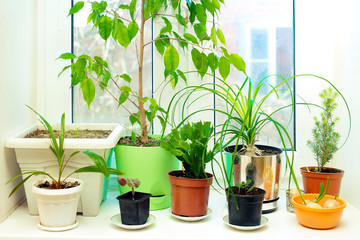 Houseplants are on the windowsill