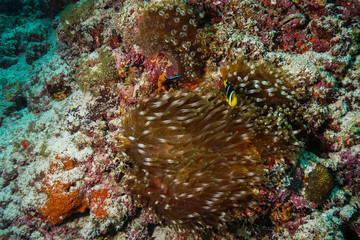 Naklejka na ściany i meble Anemone coral and fish at the Maldives